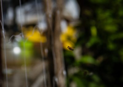 36524720470_d3d10e9a00_z